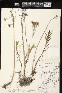 Euthamia graminifolia var. graminifolia image