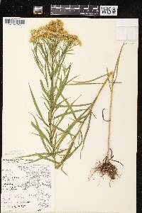 Euthamia graminifolia var. graminifolia image