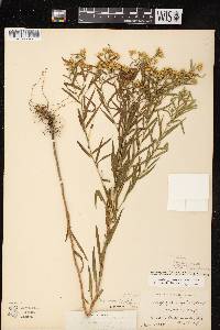 Euthamia graminifolia var. graminifolia image