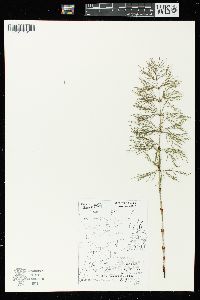 Equisetum sylvaticum image