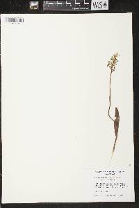 Platanthera clavellata image