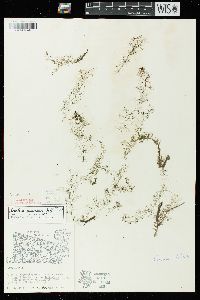 Utricularia geminiscapa image