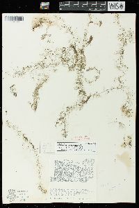 Utricularia geminiscapa image