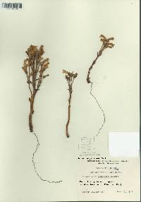 Orobanche fasciculata image