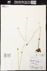 Parnassia palustris var. tenuis image