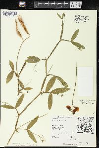 Lathyrus latifolius image