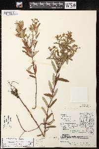 Hypericum sphaerocarpum image