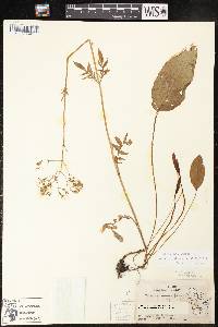 Valeriana uliginosa image