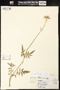 Valeriana uliginosa image