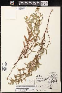 Hypericum sphaerocarpum image