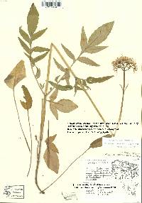 Valeriana uliginosa image