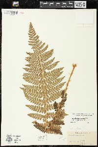 Polystichum braunii image