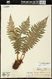 Polystichum braunii image