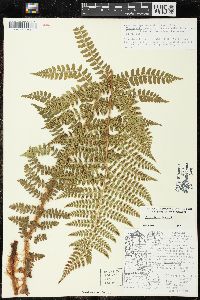 Polystichum braunii image