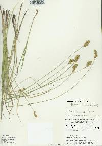 Carex tincta image