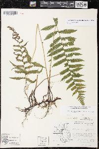 Thelypteris simulata image