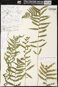 Thelypteris simulata image