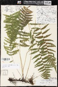 Thelypteris simulata image