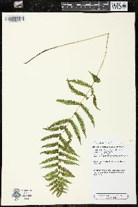 Thelypteris simulata image