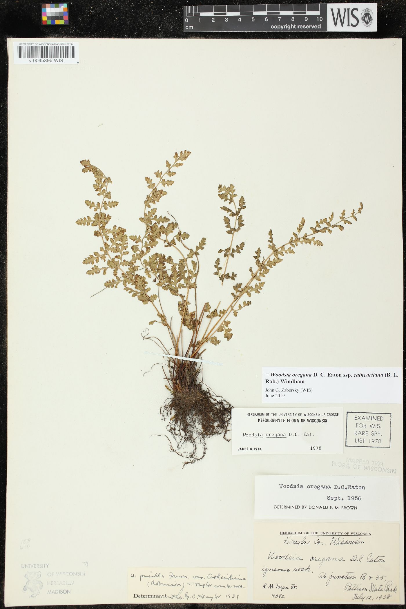 Woodsia oregana subsp. cathcartiana image