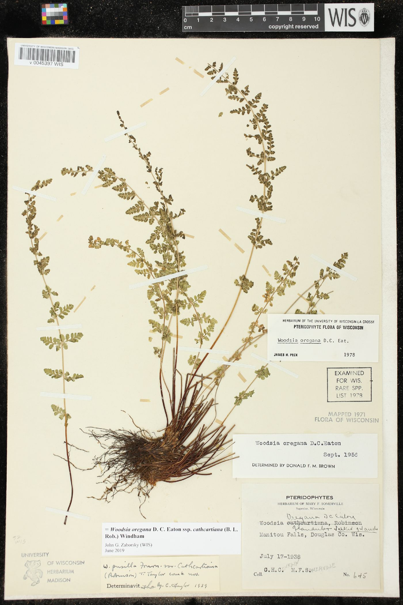 Woodsia oregana subsp. cathcartiana image