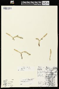 Lycopodiella inundata image