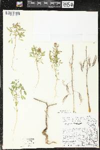 Polanisia dodecandra image