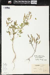 Polanisia dodecandra subsp. dodecandra image