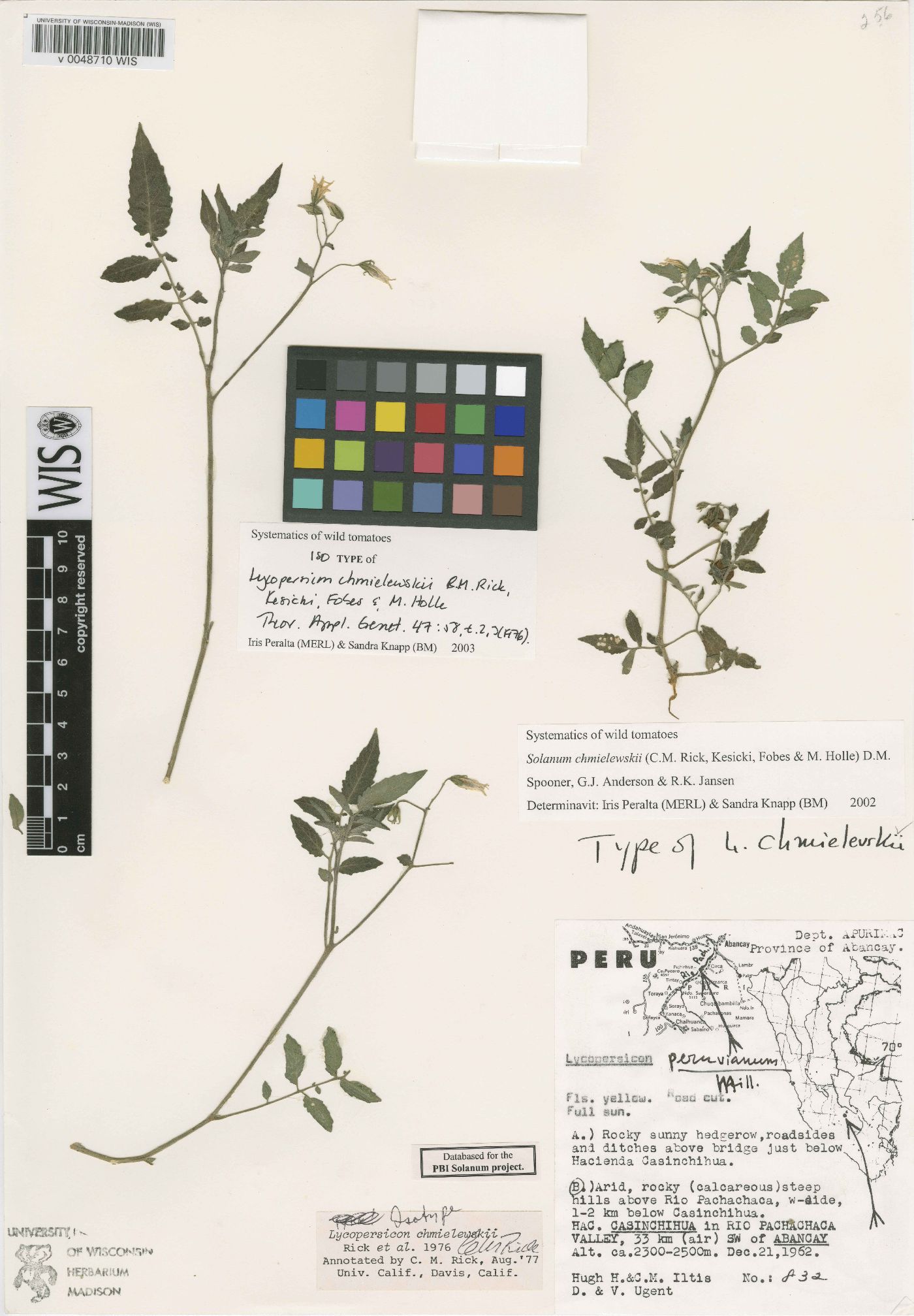 Lycopersicon chmielewskii image