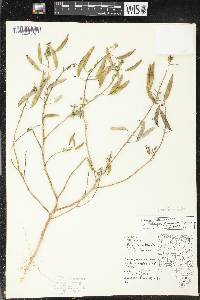 Polanisia dodecandra subsp. dodecandra image