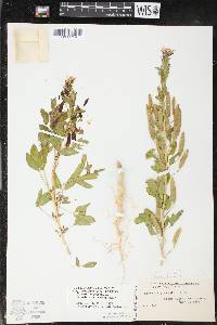 Polanisia dodecandra subsp. dodecandra image