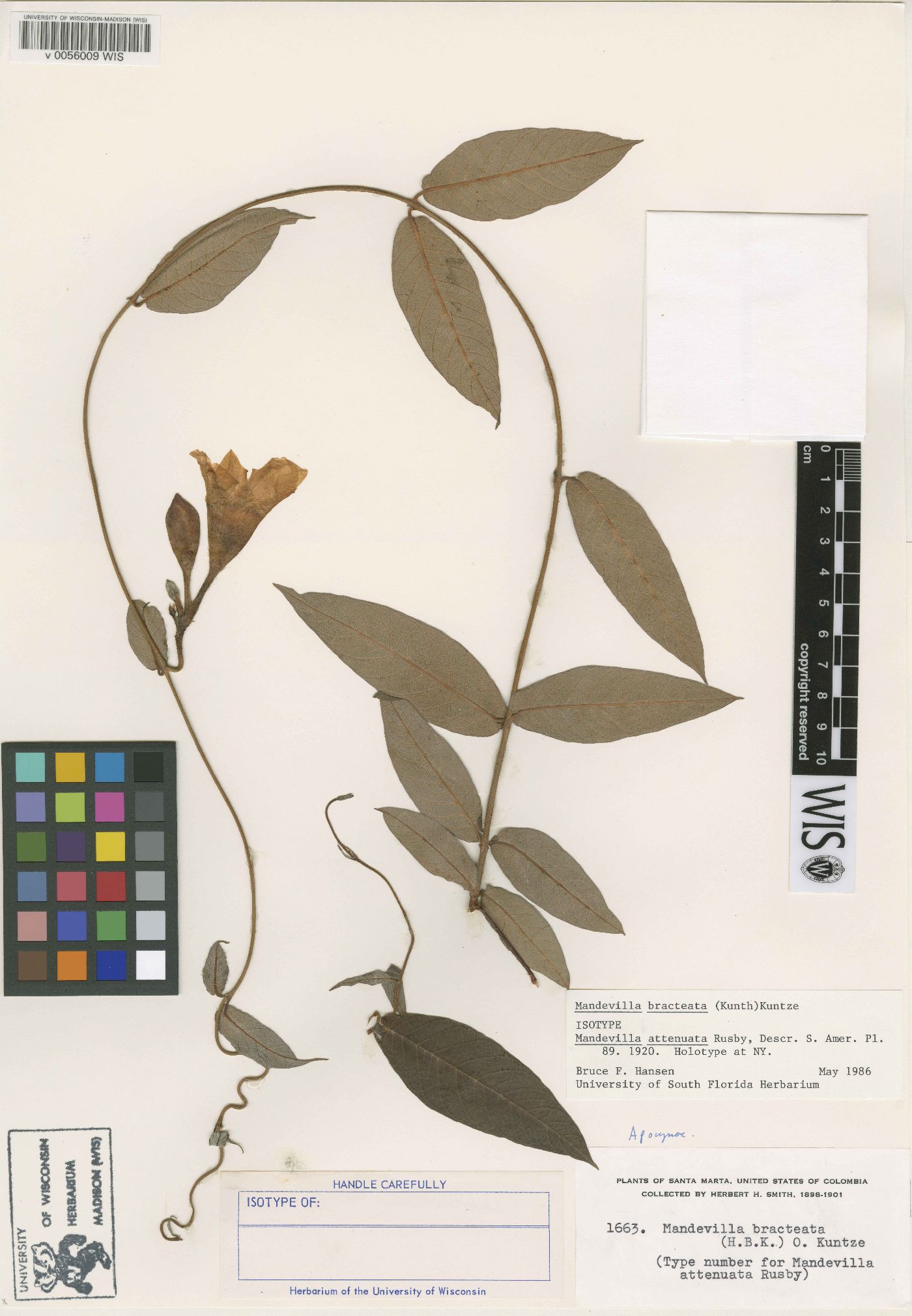 Mandevilla bracteata image