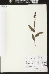 Epipactis helleborine image