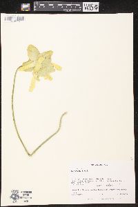 Sarracenia flava image