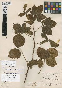 Rubus fulleri image