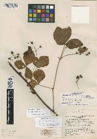 Rubus fulleri image