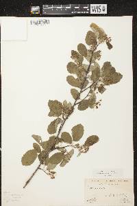 Amelanchier spicata image