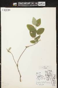 Amelanchier spicata image