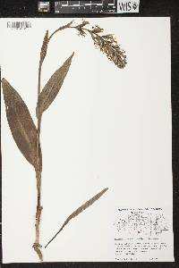 Platanthera lacera image