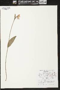 Pogonia ophioglossoides image