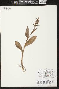 Coeloglossum viride image