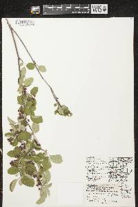 Amelanchier spicata image