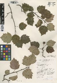 Crataegus pruinosa image