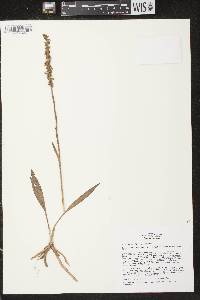 Spiranthes casei image