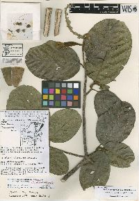 Phragmotheca mammosa image