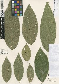 Quararibea gomeziana image