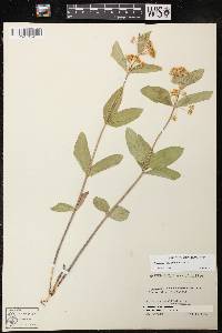 Asclepias ovalifolia image