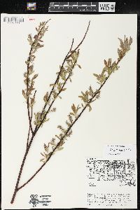 Salix petiolaris image