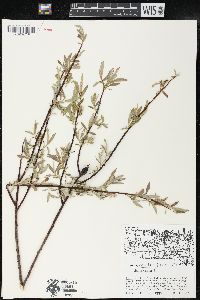 Salix petiolaris image