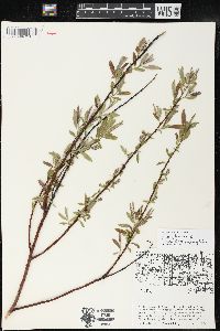 Salix petiolaris image